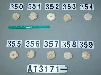 藏品(芋螺貝)的圖片